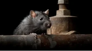 Preventing Rats in Basement